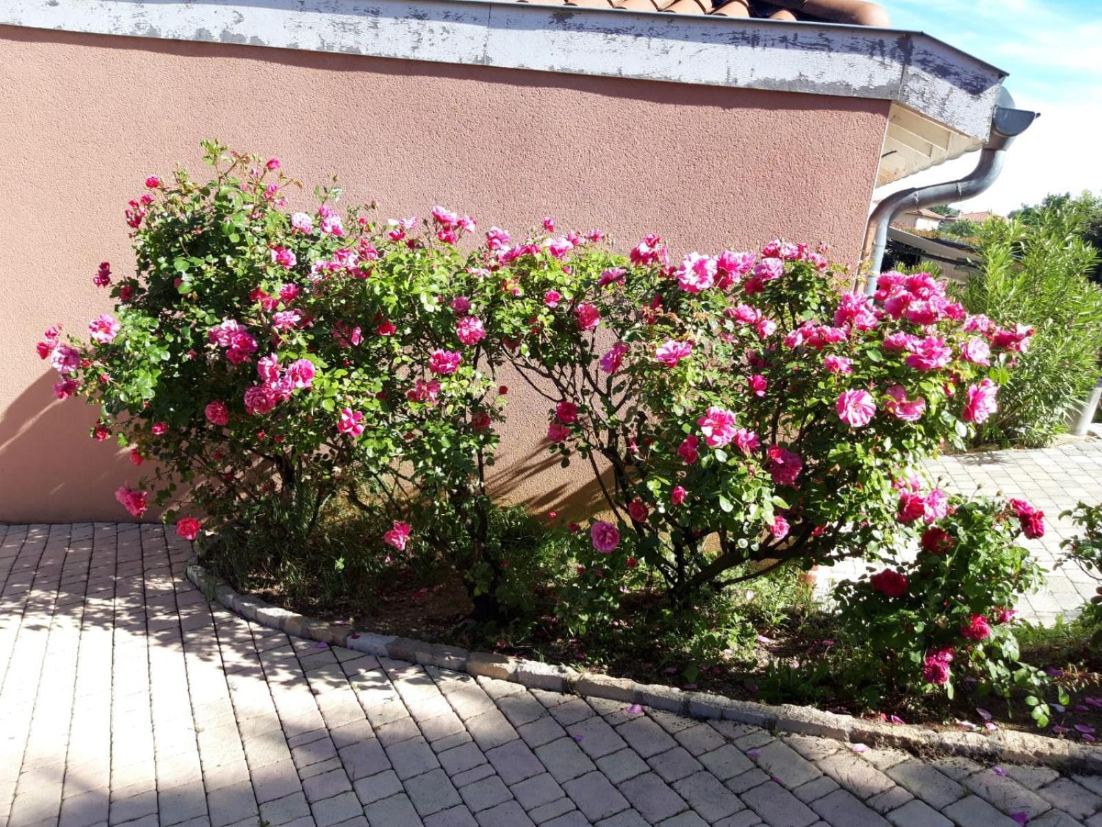 Apartamento Comme Dans Un Ecrin - T2 De 50 M² Avec Jardin, Terrasse Et Piscine Vernaison Exterior foto